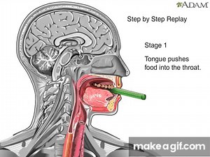 How Swallowing Works Animation Video - Stages of Swallowing Process - Swalllow Anatomy & Physiology on Make a GIF