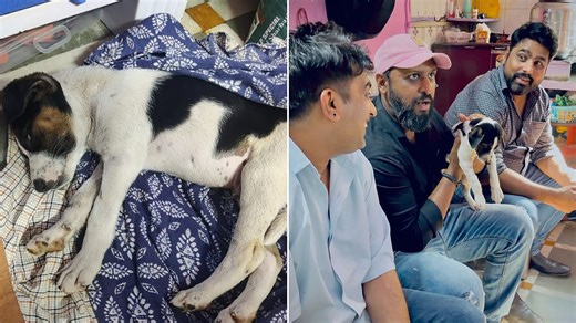 Mumbai News: 2 Dogs Sexually Abused In City, Animal Activists Demand Amendments To BNS And PCA For Stricter Punishment