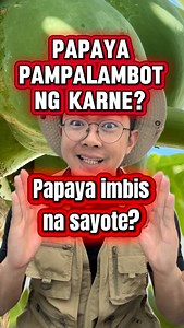 Papain, an enzyme found in papaya latex, works as a natural meat tenderizer. It breaks down meat proteins, making tough meat softer and easier to cook. | Ethan Hernandez