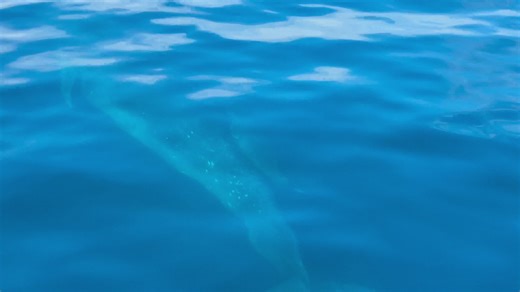 Blue Magic (@bluemagicindonesia)’s videos with Avatar: The Way of Water - 2Hooks