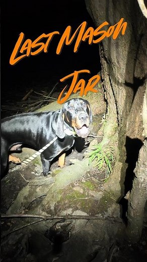 Just seeing what we can dig up! # #blackandtan# #coonhound #coonhunting