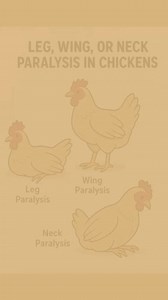 46K views · 426 reactions | Marek's disease #education #wednesday #comedy #love #musical #bodycare #family #friendship #compassion #reelsfypシ #tv #friends #reelschallenge #dailylife #health #careers #vetstudents #veterinarian #poultry #videogames #business #job #petowners #drama #monday #gift #toy #Christmas | Poultry vet | Facebook