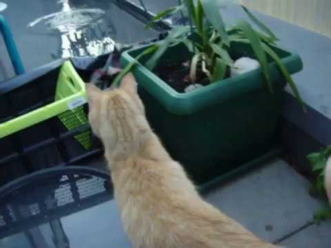 Cat Pool