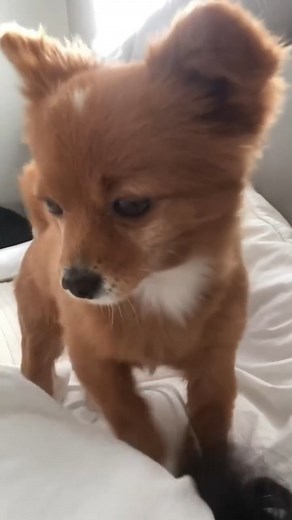 Oh Lovely Dog on Reels