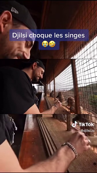 Oh les batardds 🤣 #djilsi #djilsifamily #djilsifamily✨ #japon #singe #drole