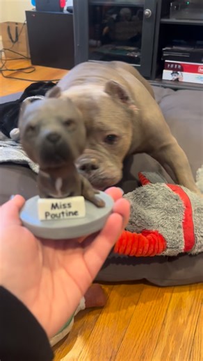 5.9K views · 402 reactions | Beyond obsessed with this bobble head!! Anyone surprised poutine thinks it’s a toy?!? Thank you so much @petsies #bobblehead #adventureswithpoutine #adoptdontshop #poutine #dogsofinstagram #doglife #dog #rescuedog #shelterdog #toy | Therealmisspoutine | Facebook