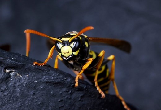 Do Wasps Attack at Night? | Important Facts! - Pest Samurai