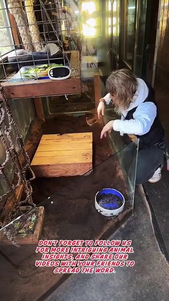 What’s under the box? A Peek Inside Ren the Burrowing armadillo’s World! Ever wondered what's beneath the surface? Join Ashley as she unveils the hidden life of Ren, our charming burrowing armadillo, who makes her home in a cozy box lined with coconut core. This sustainable and durable substrate is crucial for maintaining a healthy environment for Ren and her friends. Thanks to our generous supporters, we ensure our sanctuary animals live in comfort. Interested in being part of this mission? Cli