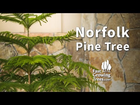 Norfolk Pine Tree | Fast Growing Trees