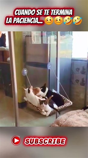 CUANDO se te TERMINA la PACIENCIA... 🥴🥴🤣🤣🤣🤣 #humor #memes #funny #memefras #sarcas #sarcastic1
