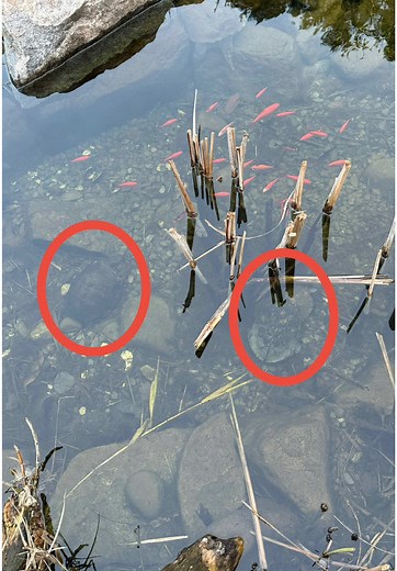 Amazing Facts About Turtles You Need to Know