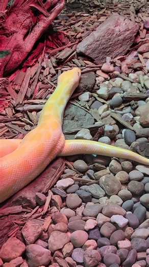 Snakes Venom vs Constriction what's worse 🤔 #rattlesnake #python