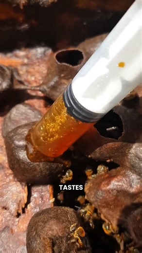 Vulture Bees #shorts #youtubeshorts #viralshorts #facts #amazingfacts