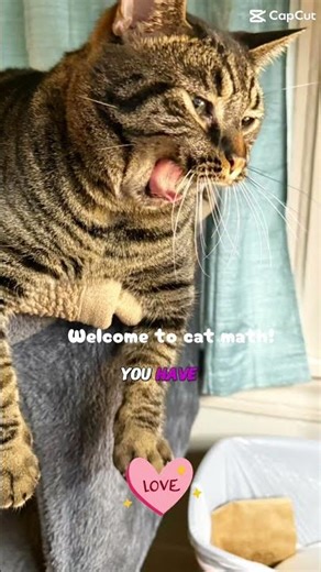 Cat Math 101: The Only Math That Matters. #catmath #petlife #catsoffacebook #cat