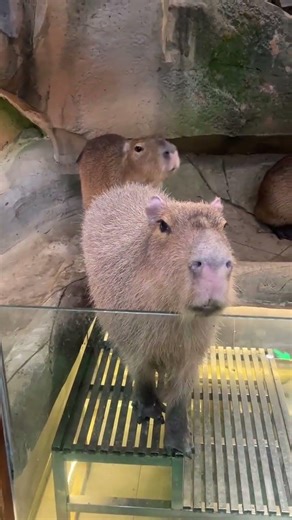 Tonma's Secret: The Capybara's Female Voice! Tonma Capybara FemaleVoice AnimalVoices CuteA