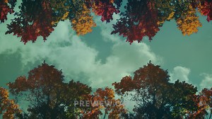 Fall Trees - 2 - Worship Backgrounds