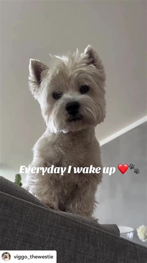 Everyday Joy with West Highland Terriers