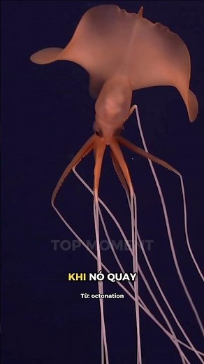 Mực như ở ngoài hành tinh