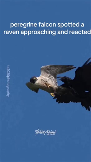 peregrine falcon spotted a raven approaching and reacted