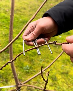 Training branches for the perfect shape 🍃 | MetDaan Tips