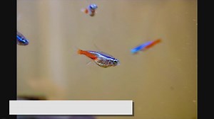 Tetra Fish Care Guide: Tips for a Thriving Aquarium