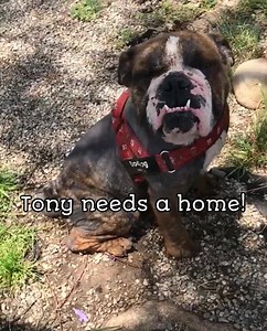 💔 HOME NEEDED FOR TONY 💔 We are desperately in need of a home for Tony. Tony arrived to rescue from a local shelter some medical needs including a skin condition that caused him to lose a majority of his fur. Tony is not doing well kenneled and needs a foster or adoptive home. We have been working to get his fur and skin in better shape but he needs a #HOME that will help us in supporting this. Tonys ideal home is: someone home often because he gets separation anxiety and will bark and be dest