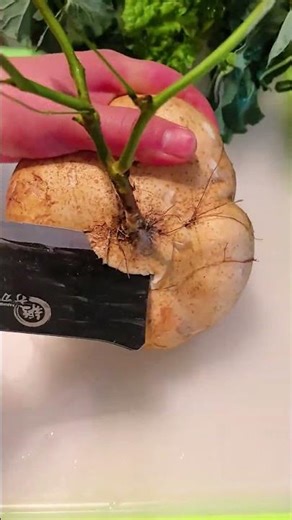 CT 7700000092 mini rotary tillage and ridging all-in one tree