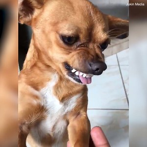 1.5M views · 5.7K shares | And this is why I prefer cats  | Daily Mail US | Facebook