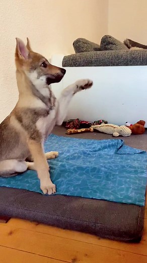 #tschechoslovakischerwolfshund #wolfshund #hund #czechoslovakianwolfdog #puppy #puppies #welpe #lustig #training #tiere #wolf #welpen #wolfdog