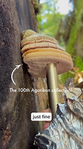 17 reactions | Collecting fungal samples in a responsible and sustainable way matters! Zolton Bair, Ph.D, explains how we’ve prioritized sustainable Agarikon collections through the years. #agarikon #100strainsofagarikon #researchanddevelopment #fungiperfecti #mushtok #sustainability #biodiversityisbiosecurity #culturelibrary #mycology #fungalpreservation | Host Defense | Facebook