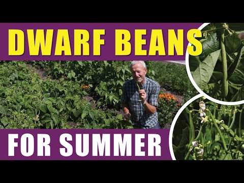 Dwarf French Beans: When to Sow for Summer Harvests