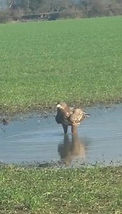 A rare white-tailed eagle has been spotted near Tunstall😲 The bird was spotted by Liz Quickenden while she was on her way to work. Read the full story here: https://trib.al/81LaV0V | East Anglian Daily Times
