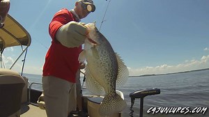 2.9K views · 32 reactions | The Sacalait have been starting to shape up well on brush piles on Toledo Bend. We made a quick morning trip this past Sunday. With alot of shad and baitfish swimming around offshore, we used the Salt N Pepper and Chartreuse Seed colors in our Slim Jimmy to catch them! Visit www.cajunlures.com today. Music: "The Load" by Jaryd Lane | Cajun Lures | Facebook