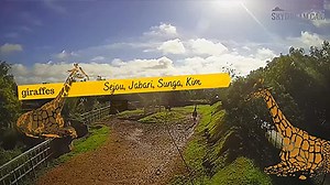Giraffe Cam, Rabat Zoo