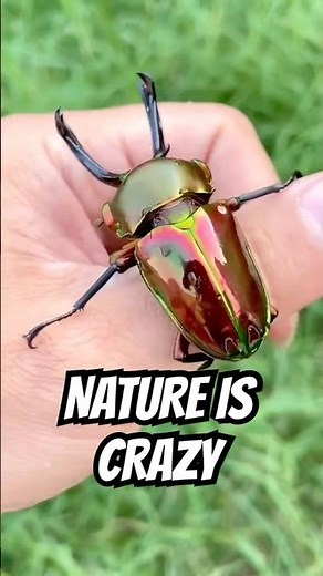 This Beetle Is So Colorful I Couldn’t Believe It 🌈