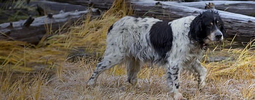 Llewellin Setter | Dog Breed Facts and Information - Wag! Dog Walking