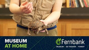 The eastern box turtle is native to Georgia. It can pull its head and limbs into its shell when threatened. Meet Pat, one of Fernbank’s resident eastern box turtles. Learn more: https://bit.ly/2xCDpUZ And for more Museum at Home programming, visit https://bit.ly/2yZKSxI | Fernbank Museum