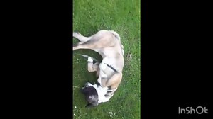 7.2K views · 45 reactions | Cassie Breed - American Akita Size -...