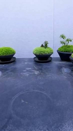 Decompression small bonsai production tutorial, simple production.#microlandscape #fyp #creative #moss #diy #flowerpot #plant #bonsai