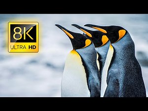 Penguins Collection in 8K ULTRA HD 60FPS