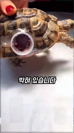 The reason a bottle cap was stuck into a turtle's shell