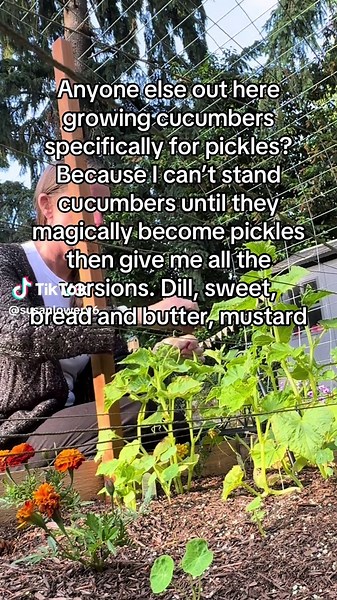 Growing Cucumbers for Pickles: A Gardener's Guide