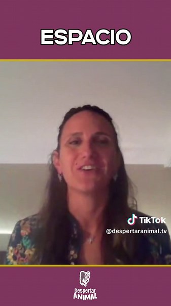 ¿Qué pasó con Flora, la tigresa? 🐅💔 Luciana D'Abramo, Directora de programas y miembro de Four Paws, nos cuenta su historia tras el rescate. Su cuerpo no resistió las secuelas del pasado: murió por una peritonitis severa, consecuencia de años de sufrimiento. 🎥 Entrevista completa en nuestra bio #Flora #FourPaws #RescateAnimal