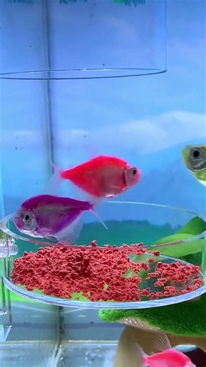 Aquarium fish feeder—adjustable and prevents food from drifting away #Feeder #FishKeeping