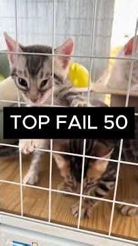 Funniest Animal Fails EVER 😂 Part 5