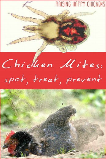 Chicken mites: spot, treat and prevent infestations – naturally.