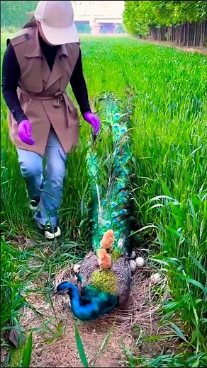 Majestic Peafowl Bird Nesting #peafowl #birds