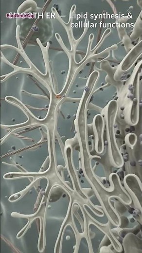 🧬 Endoplasmic Reticulum Explained | Rough ER, Smooth ER & 3D Cell Network #proteinsynthesis