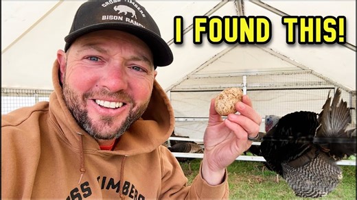 13K views · 628 reactions | Storm Hits The Ranch and Left Us With a Surprise! - Cross Timbers Bison | Cross Timbers Bison Fans | Facebook