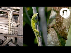 A tale of three lizards: The problem with predators